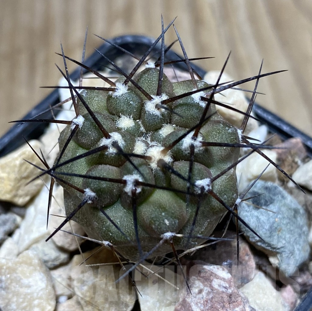 SHPR33386 Copiapoa cinerea melanohystrix GCG L36 grafted