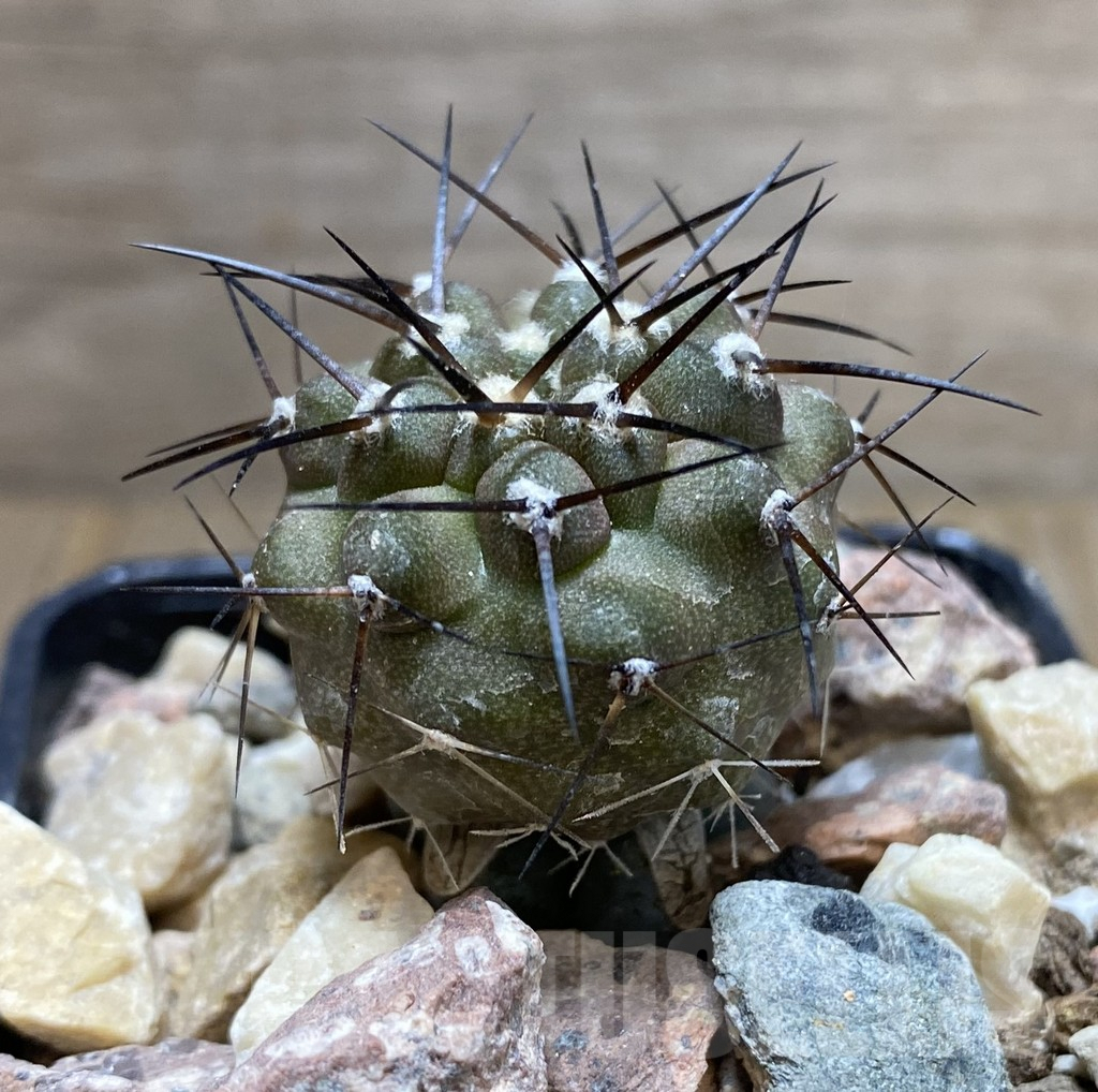 SHPR33386 Copiapoa cinerea melanohystrix GCG L36 grafted - Image 2