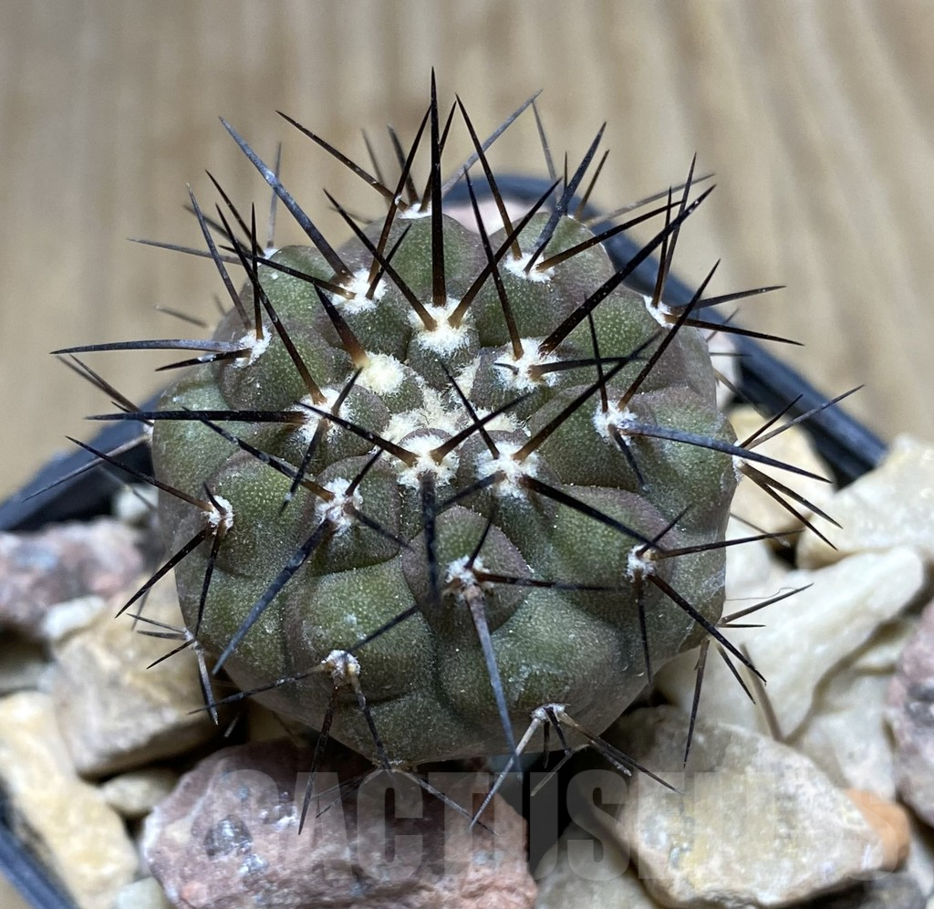 SHPR33390 Copiapoa cinerea melanohystrix GCG L36 grafted