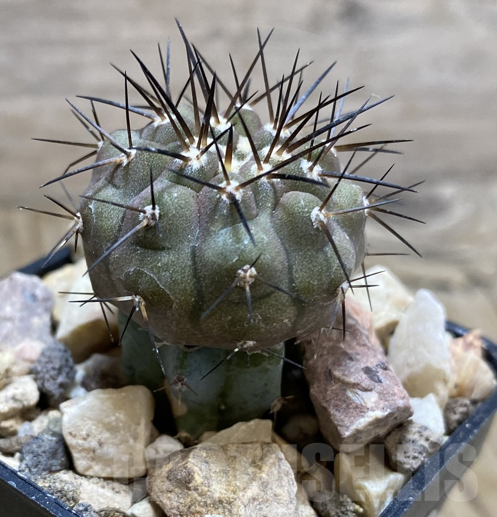 SHPR33390 Copiapoa cinerea melanohystrix GCG L36 grafted - Image 2