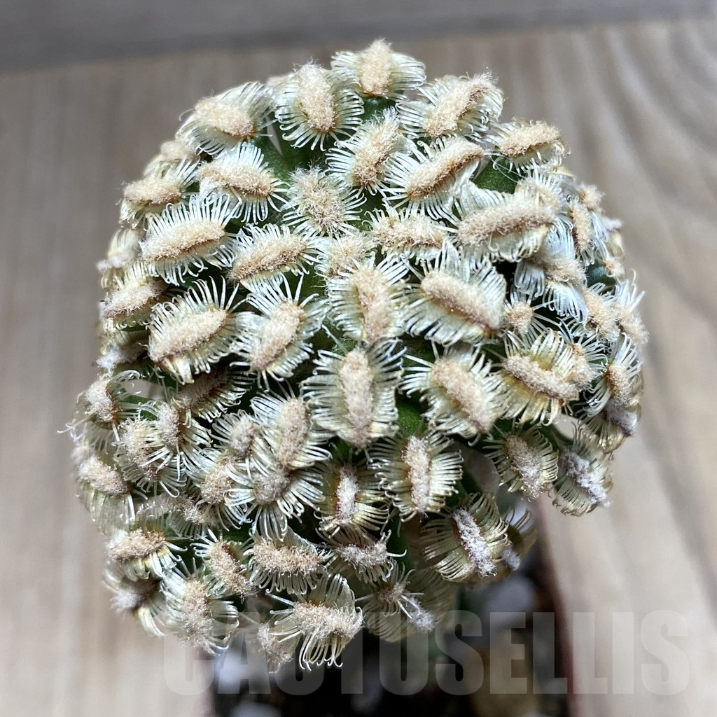 SHPR33404 Mammillaria bertholdii, grafted