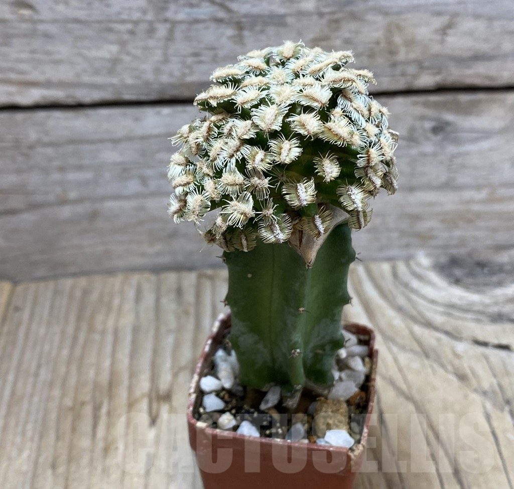 SHPR33404 Mammillaria bertholdii, grafted - immagine 2