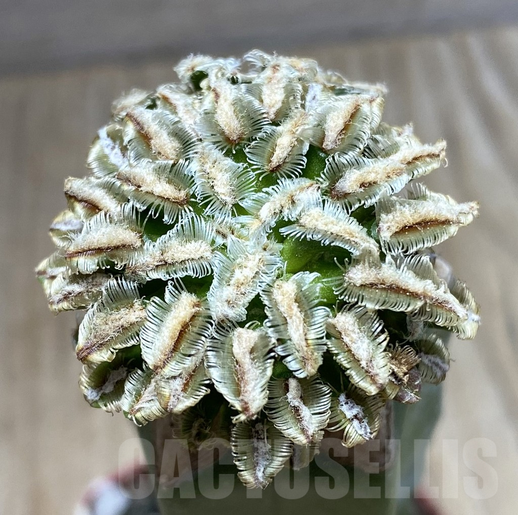 SHPR33406 Mammillaria bertholdii, grafted