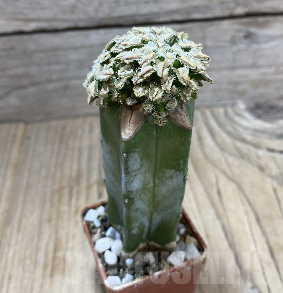 SHPR33406 Mammillaria bertholdii, grafted – Image 2