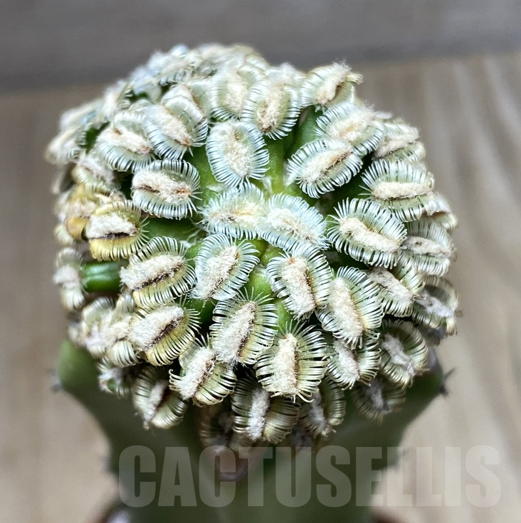 SHPR33407 Mammillaria bertholdii, grafted