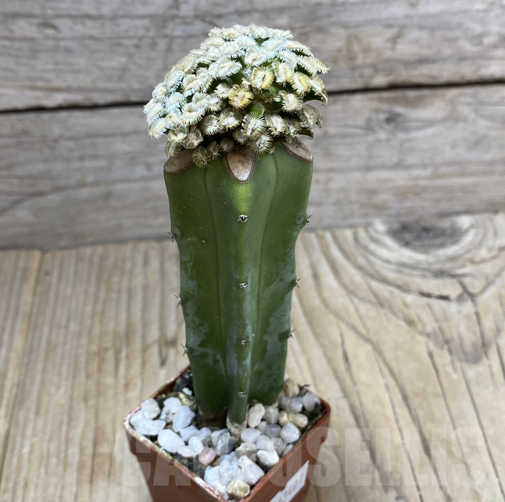 SHPR33407 Mammillaria bertholdii, grafted – Image 2