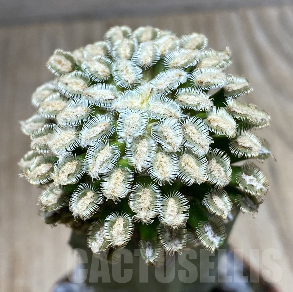 SHPR33408 Mammillaria bertholdii, grafted