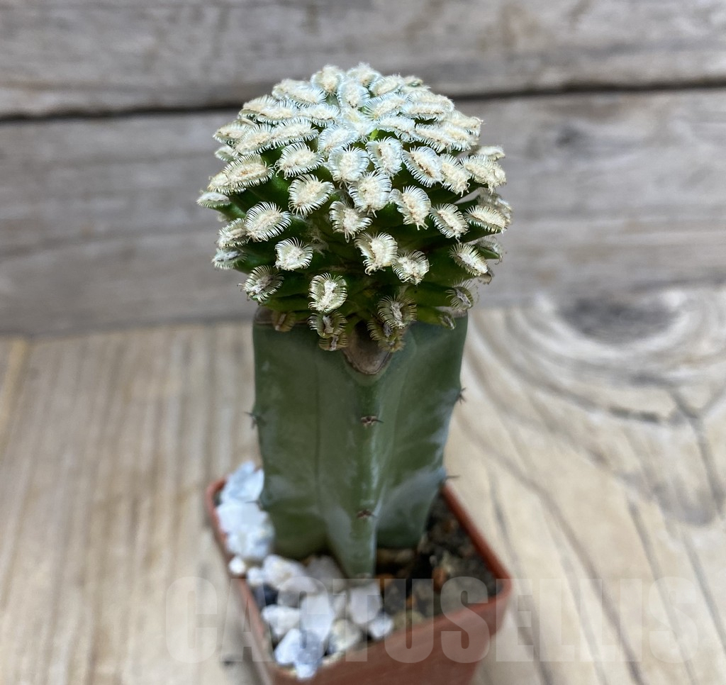 SHPR33408 Mammillaria bertholdii, grafted – Image 2