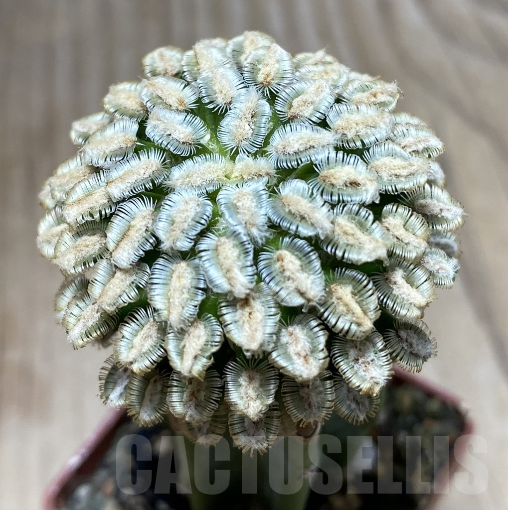 SHPR33409 Mammillaria bertholdii, grafted