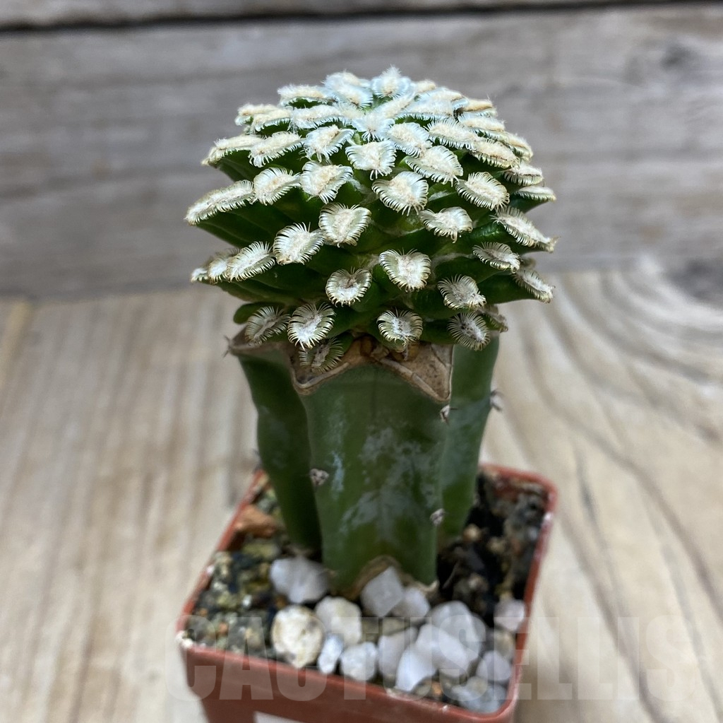 SHPR33409 Mammillaria bertholdii, grafted - Image 2