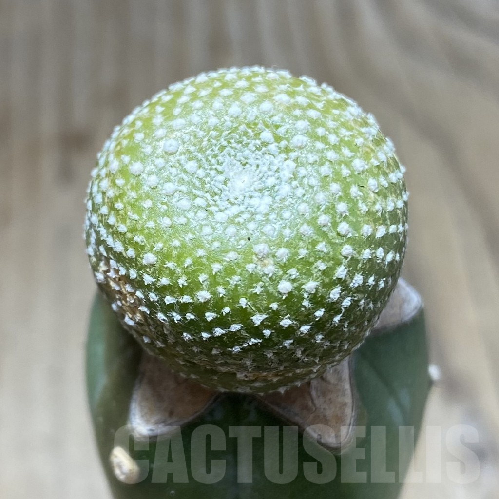 SHPR33410 Blossfeldia liliputana, grafted