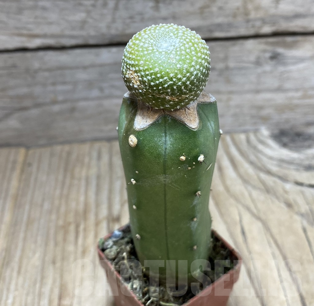 SHPR33410 Blossfeldia liliputana, grafted - Image 2