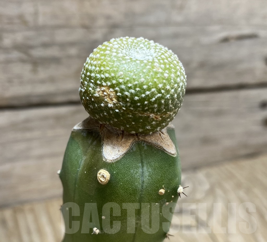 SHPR33410 Blossfeldia liliputana, grafted - Image 3