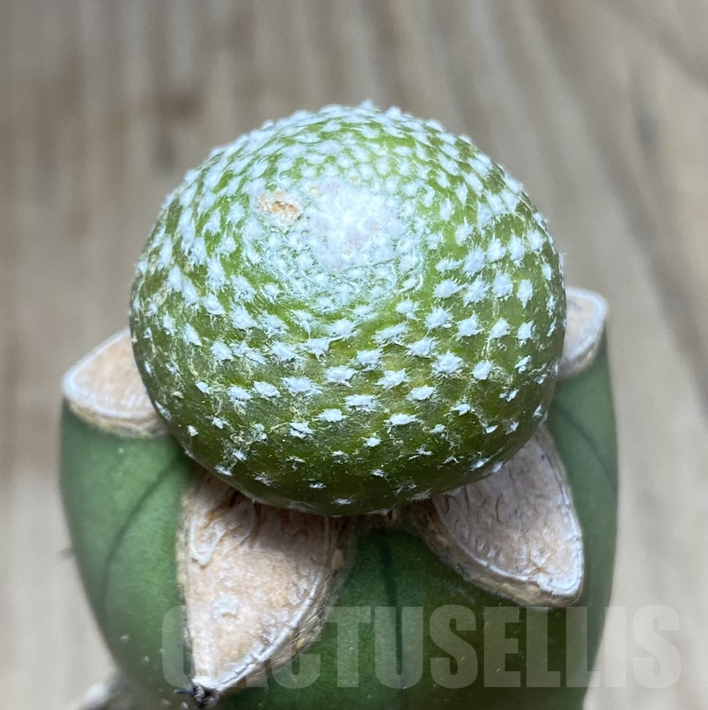 SHPR33412 Blossfeldia liliputana, grafted