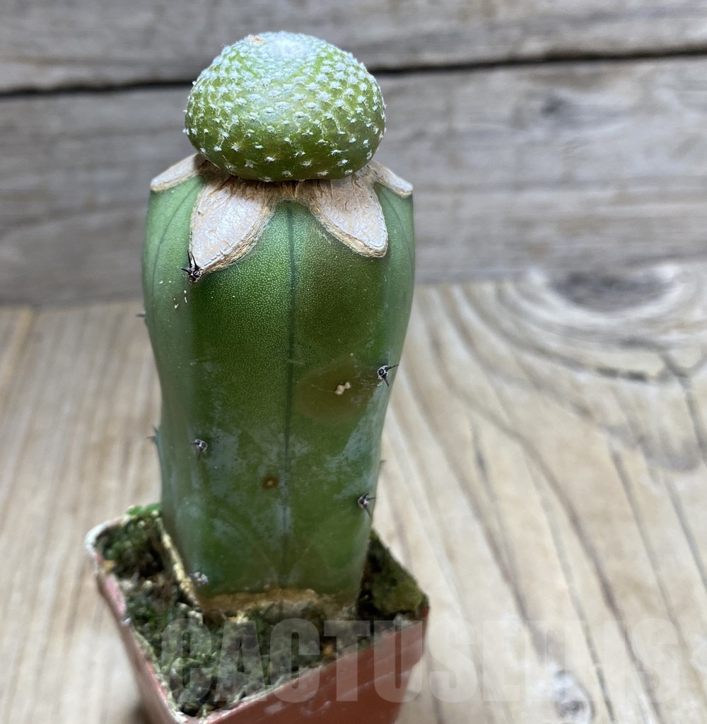 SHPR33412 Blossfeldia liliputana, grafted - Image 2