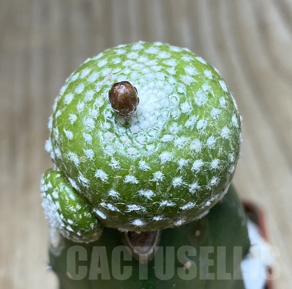 SHPR33413 Blossfeldia liliputana, grafted