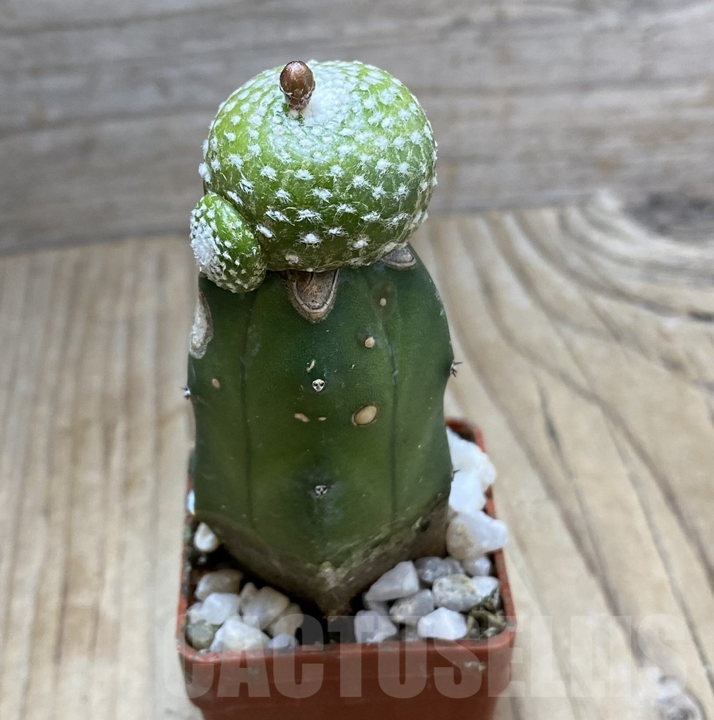 SHPR33413 Blossfeldia liliputana, grafted – Image 2