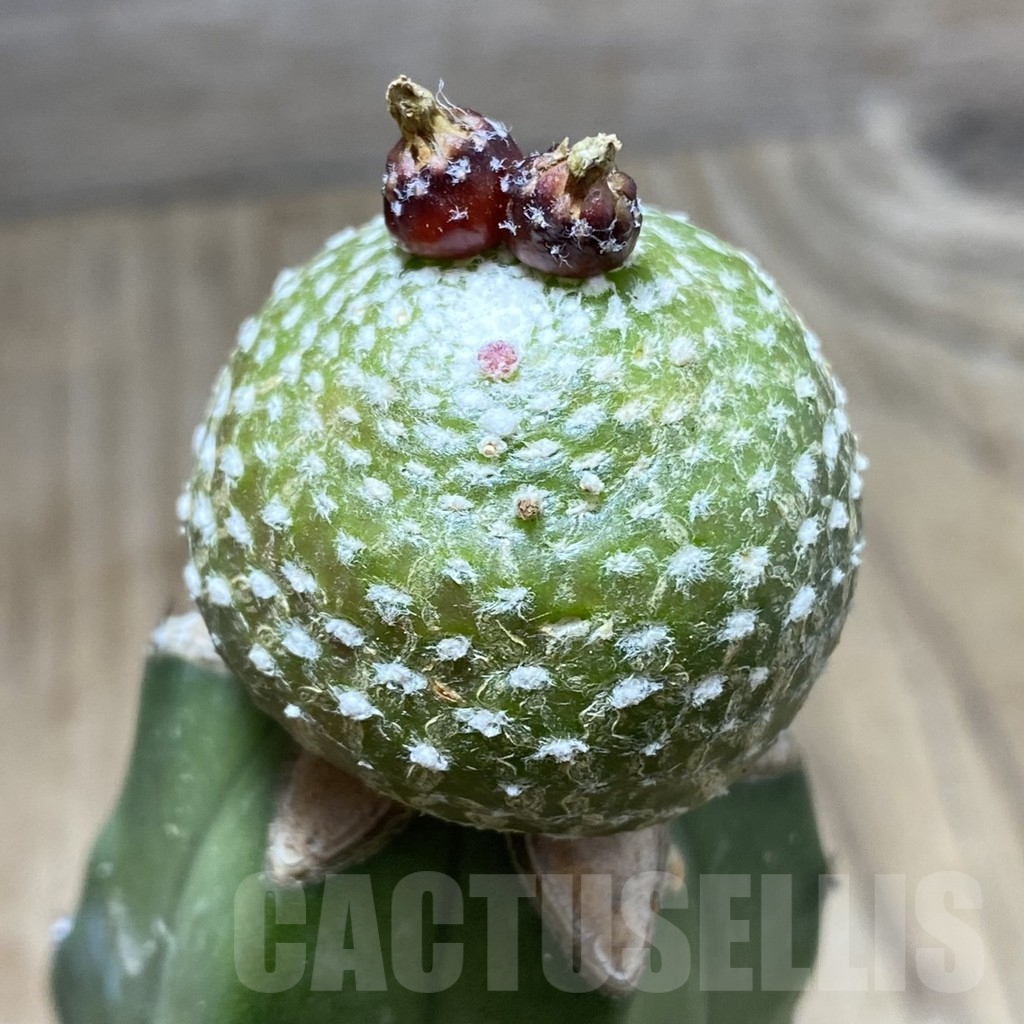 SHPR33414 Blossfeldia liliputana, grafted