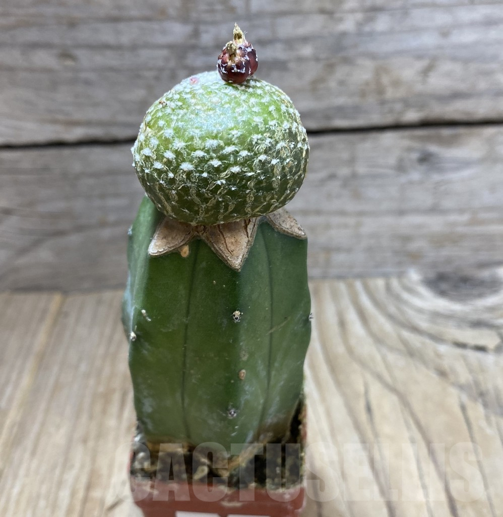 SHPR33414 Blossfeldia liliputana, grafted – Image 2