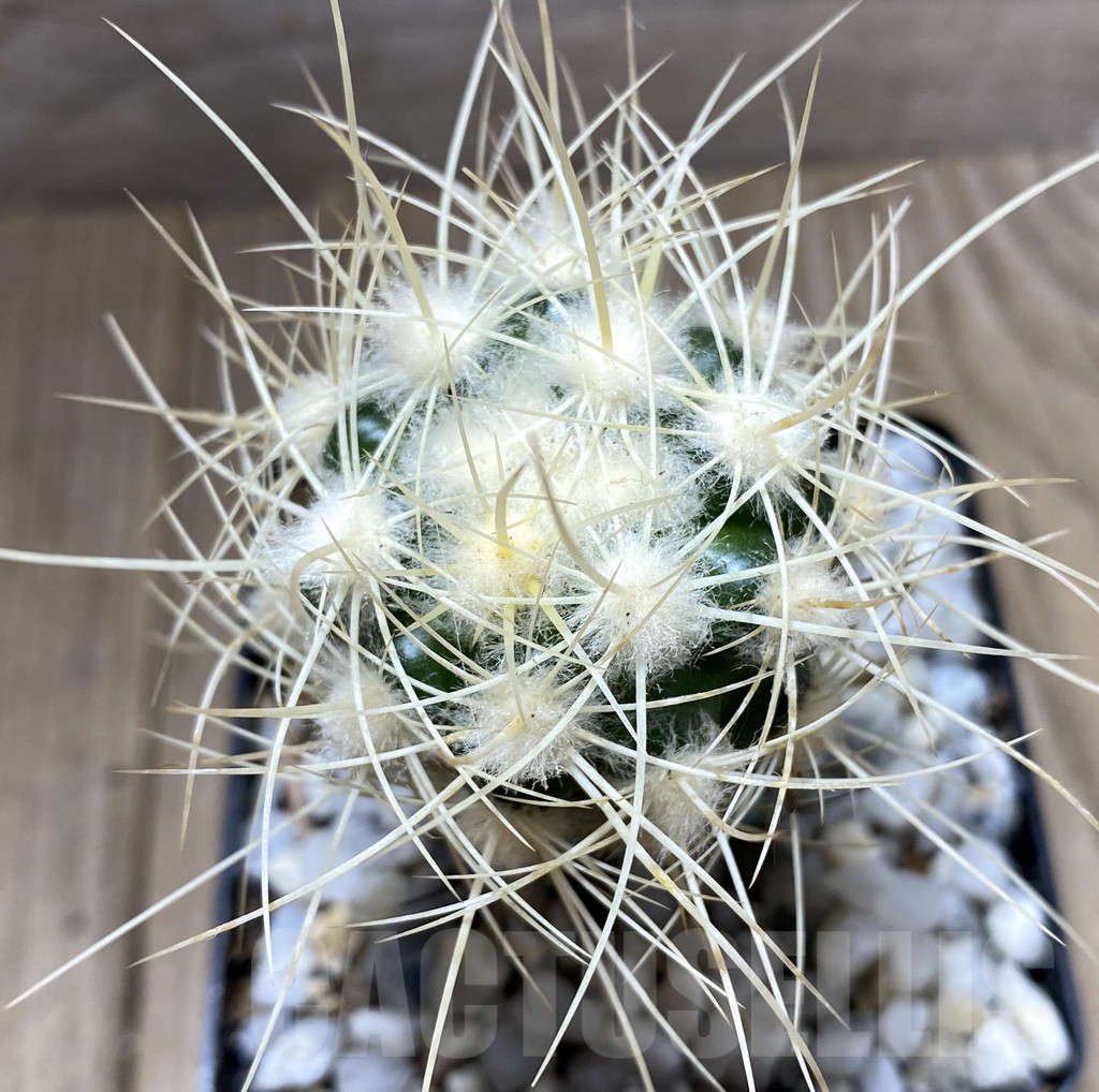 SHPR33416 Discocactus albispinus HU 390, grafted