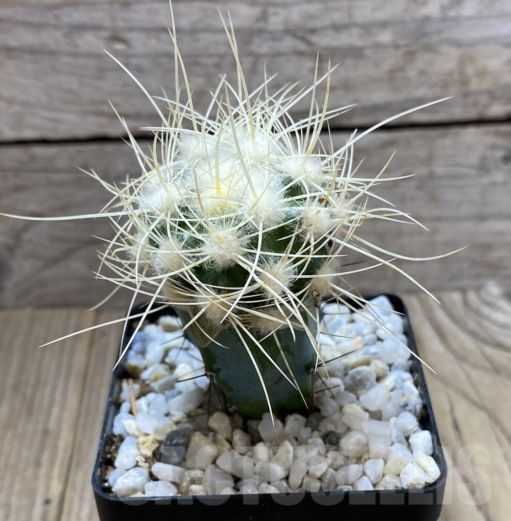 SHPR33416 Discocactus albispinus HU 390, grafted - Image 2