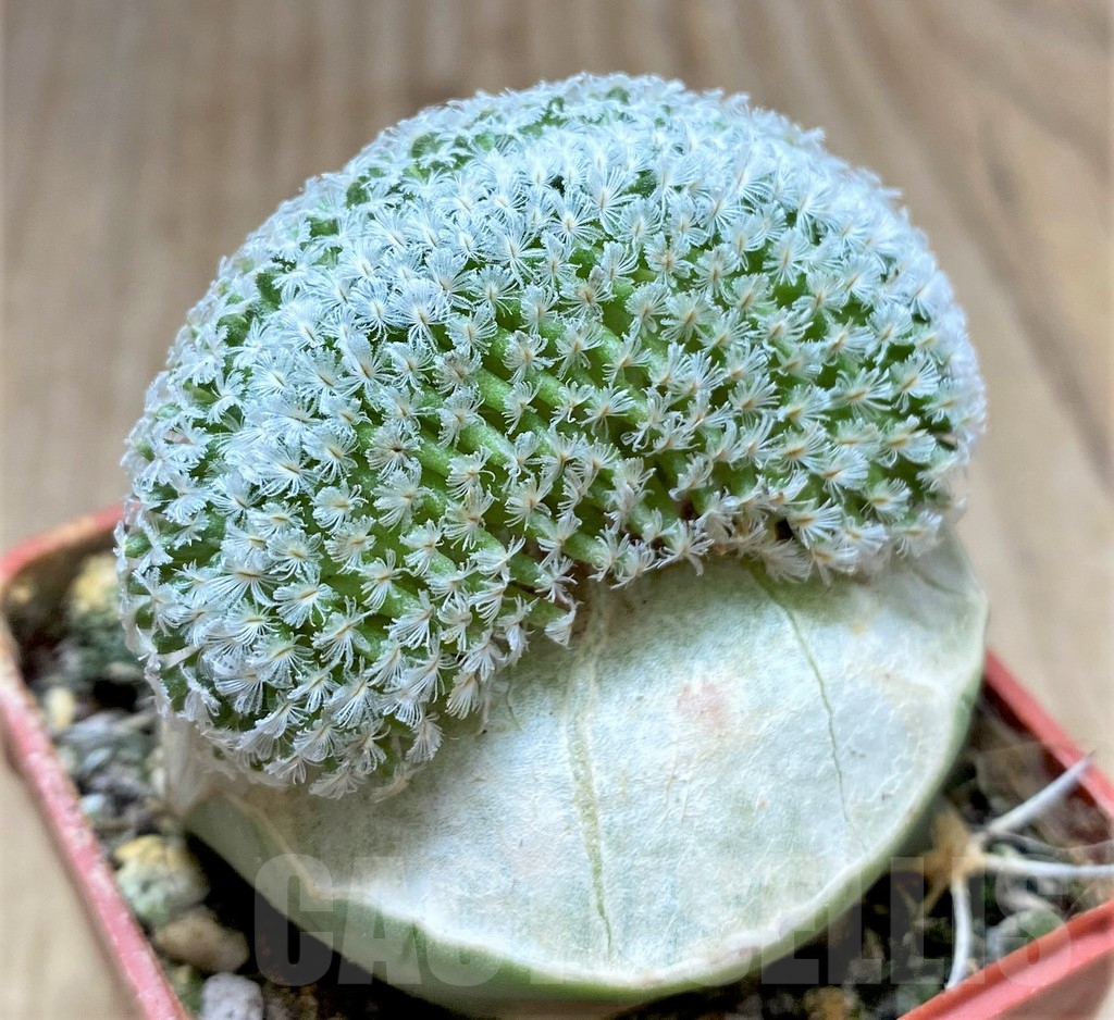 SHPR33421 Mammillaria sanchez-mejoradae f. cristata, grafted