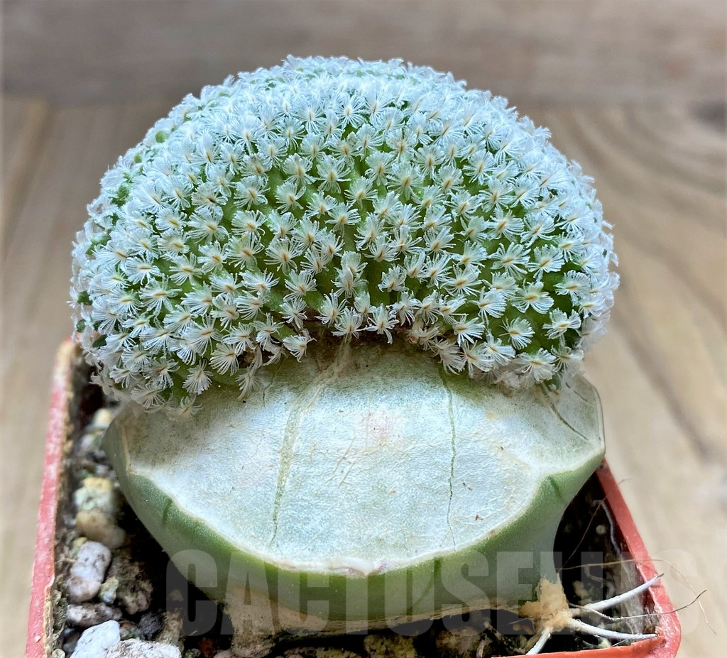 SHPR33421 Mammillaria sanchez-mejoradae f. cristata, grafted - Image 2