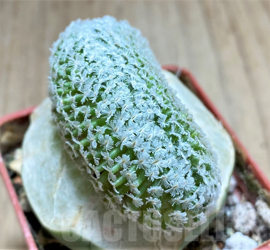 SHPR33421 Mammillaria sanchez-mejoradae f. cristata, grafted - Image 3