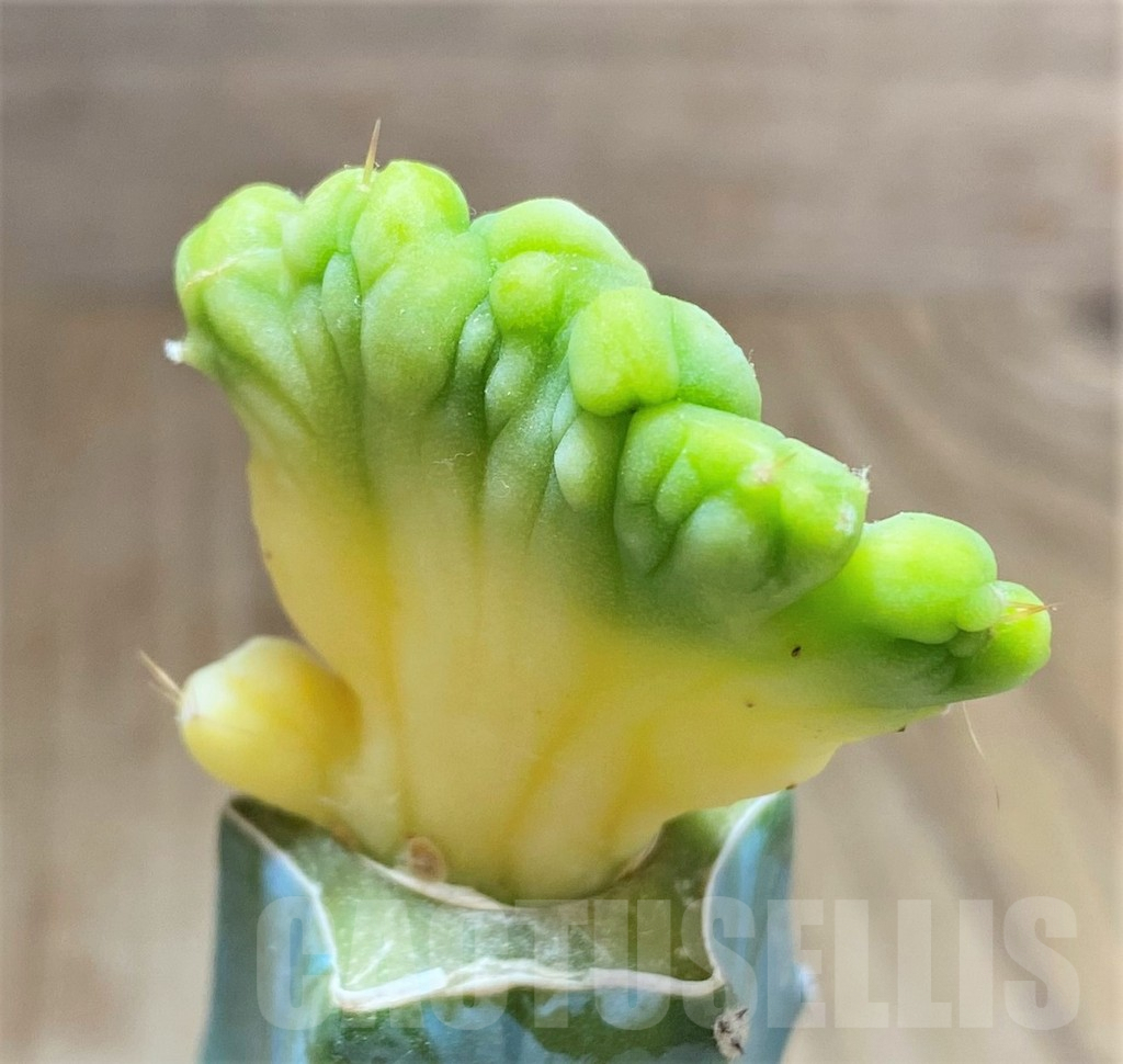 SHPR33424 Trichocereus bridgesii f. cristata, grafted