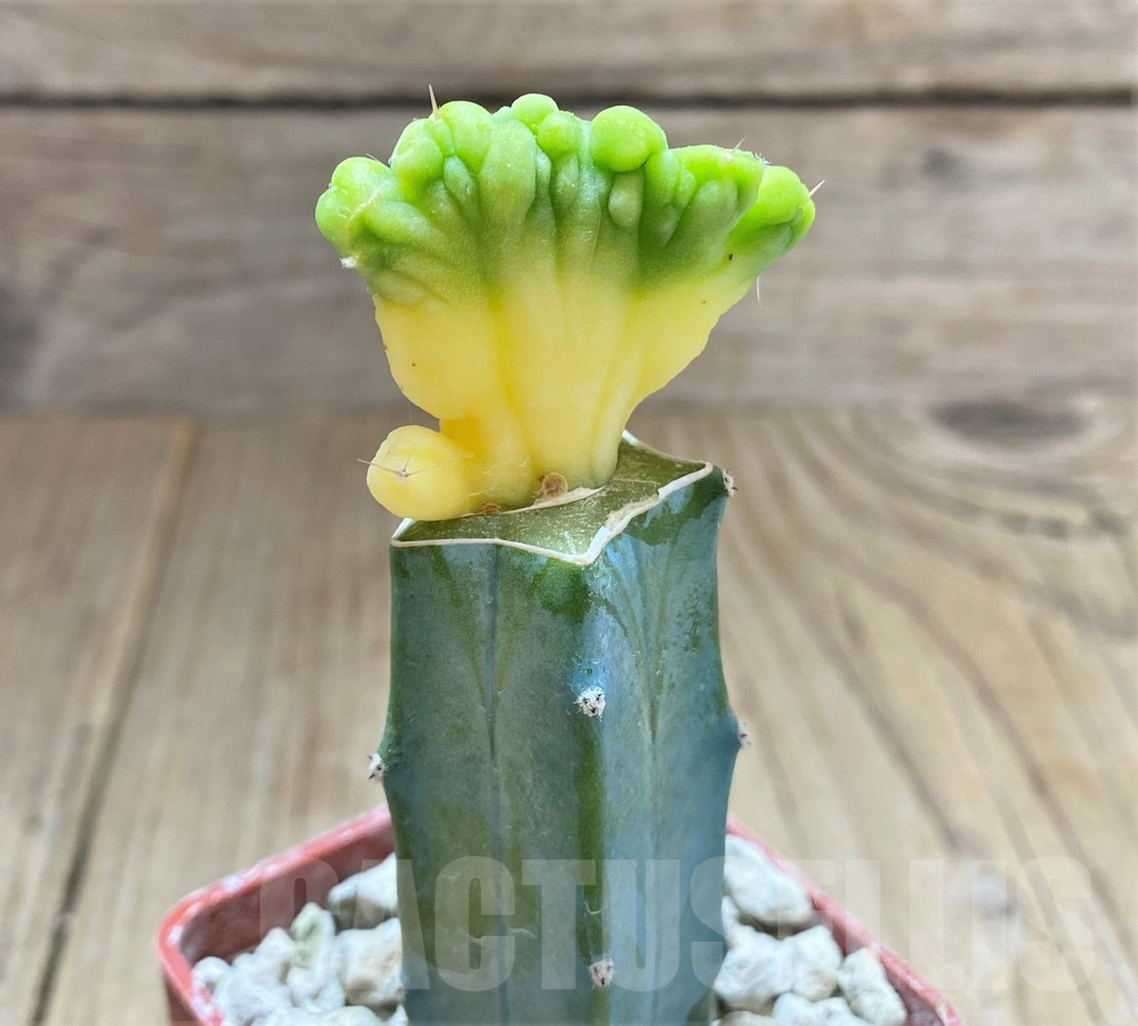 SHPR33424 Trichocereus bridgesii f. cristata, grafted - Image 2