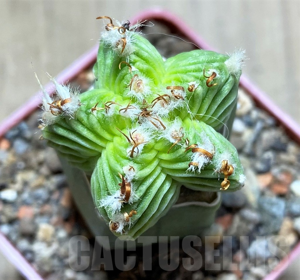 SHPR33426 Aztekium valdezii, grafted