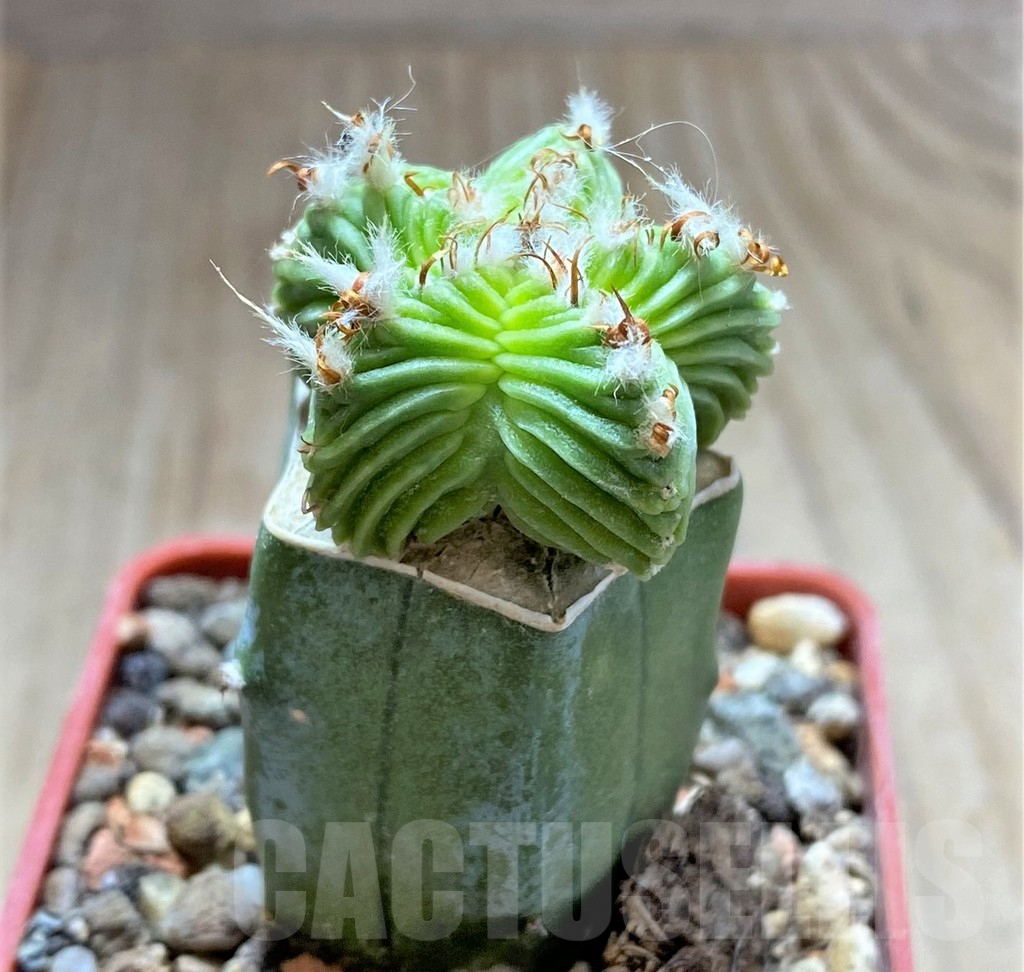 SHPR33426 Aztekium valdezii, grafted - Image 2