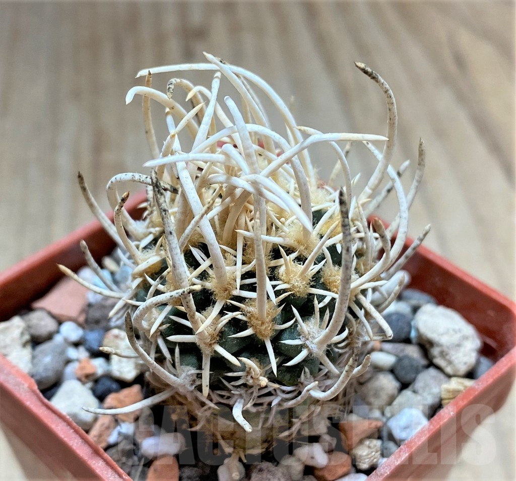 SHPR33427 Navajoa peeblesiana v. fickeisenii, grafted