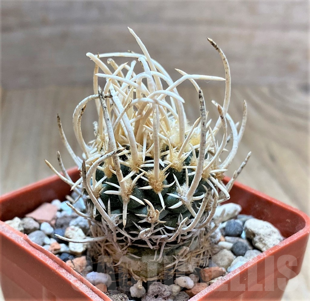 SHPR33427 Navajoa peeblesiana v. fickeisenii, grafted – Bild 2