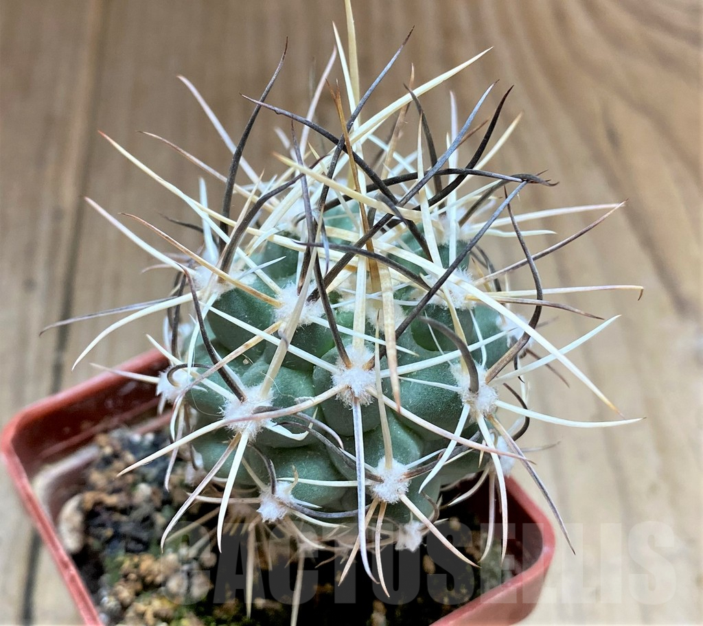 SHPR33428 Sclerocactus wetlandicus, grafted