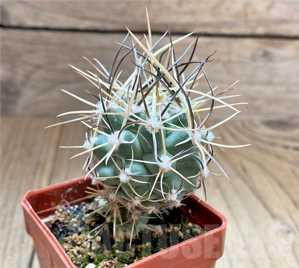 SHPR33428 Sclerocactus wetlandicus, grafted – Bild 2