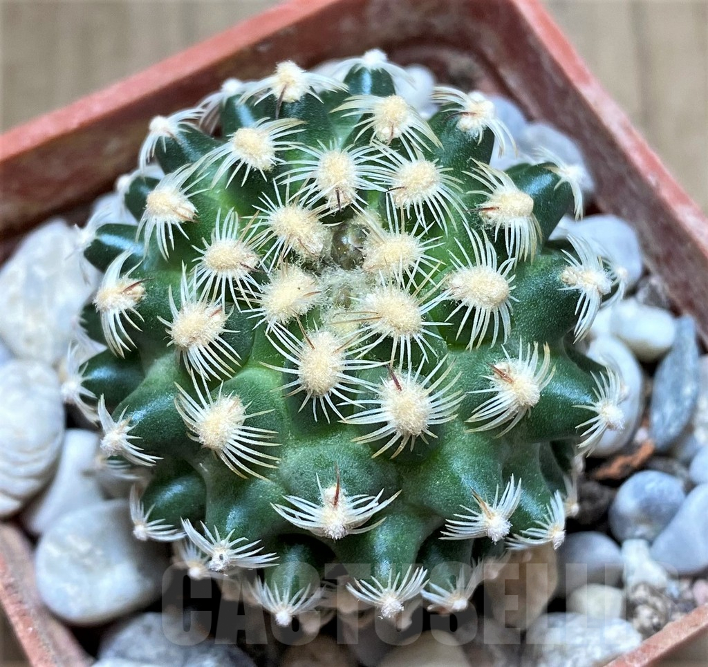 SHPR33429 Pediocactus knowltonii PJR547, grafted