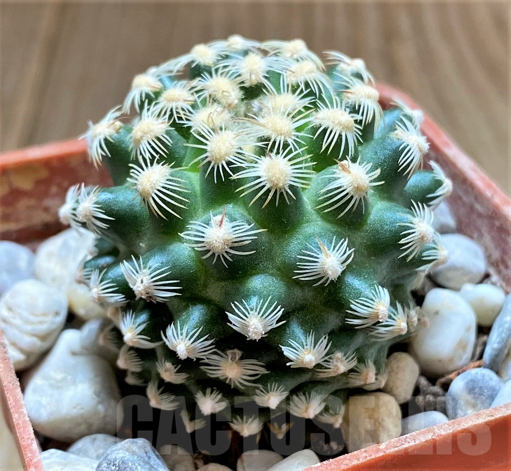 SHPR33429 Pediocactus knowltonii PJR547, grafted - Зображення 2