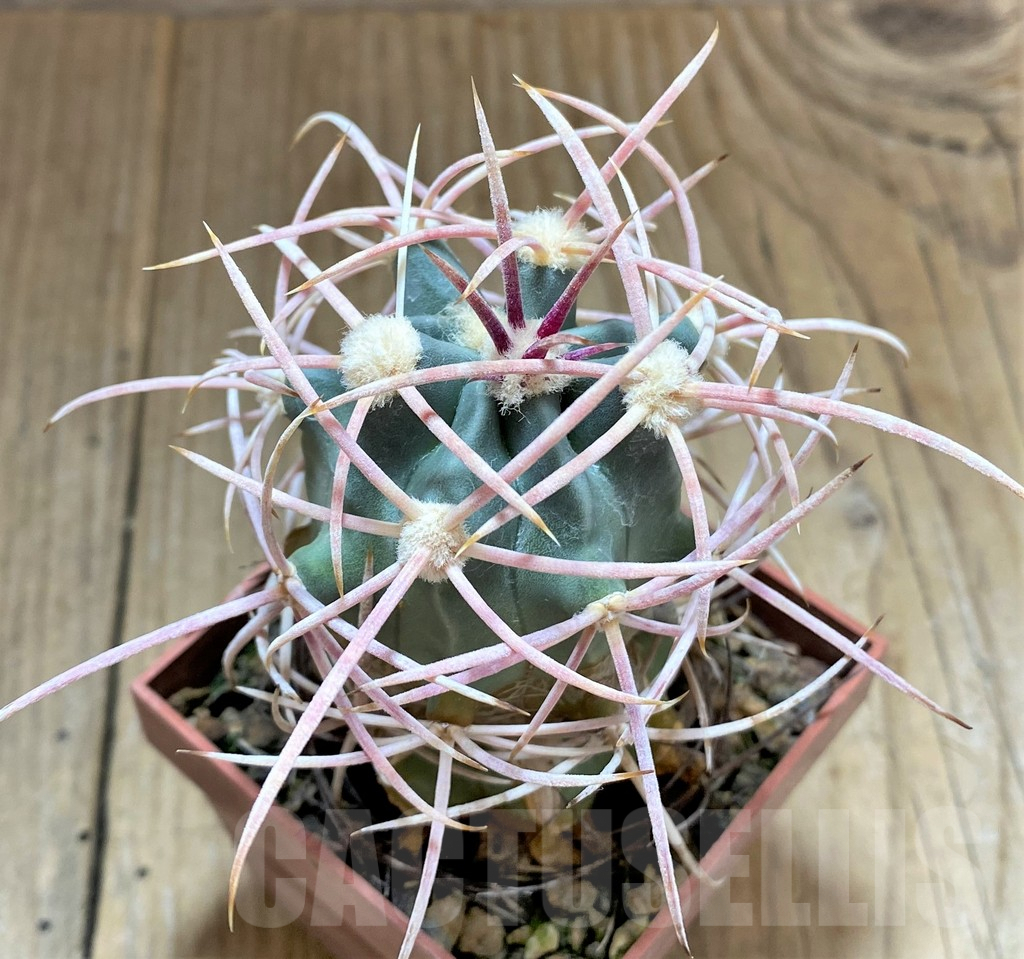 SHPR33432 Echinocactus polycephalus KAL011, grafted