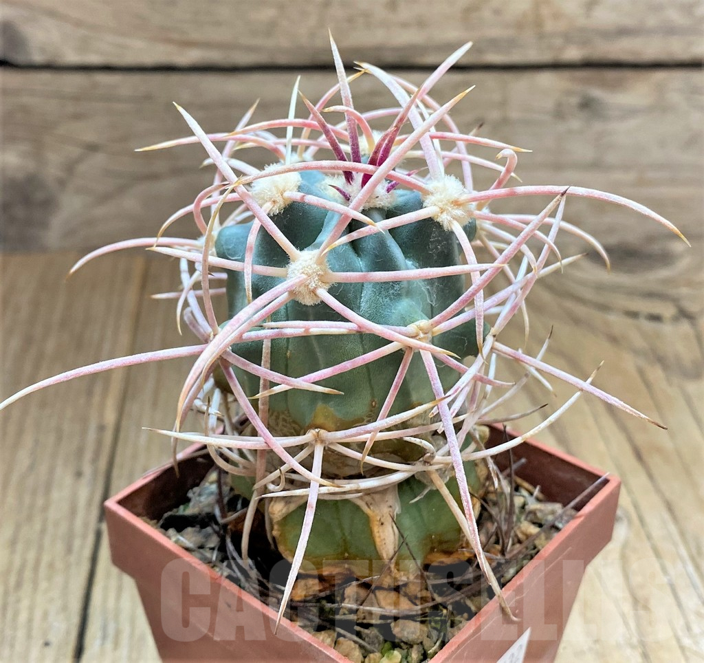 SHPR33432 Echinocactus polycephalus KAL011, grafted - Image 2