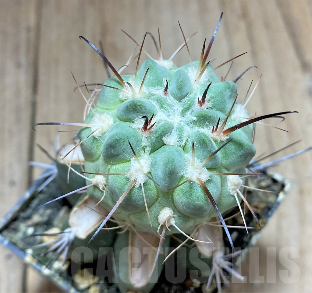 SHPR33435 Neowerdermannia vorwerkii, grafted