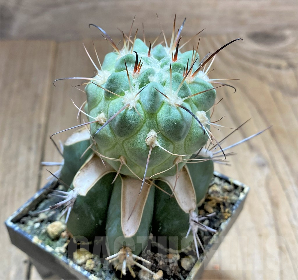 SHPR33435 Neowerdermannia vorwerkii, grafted – Image 2