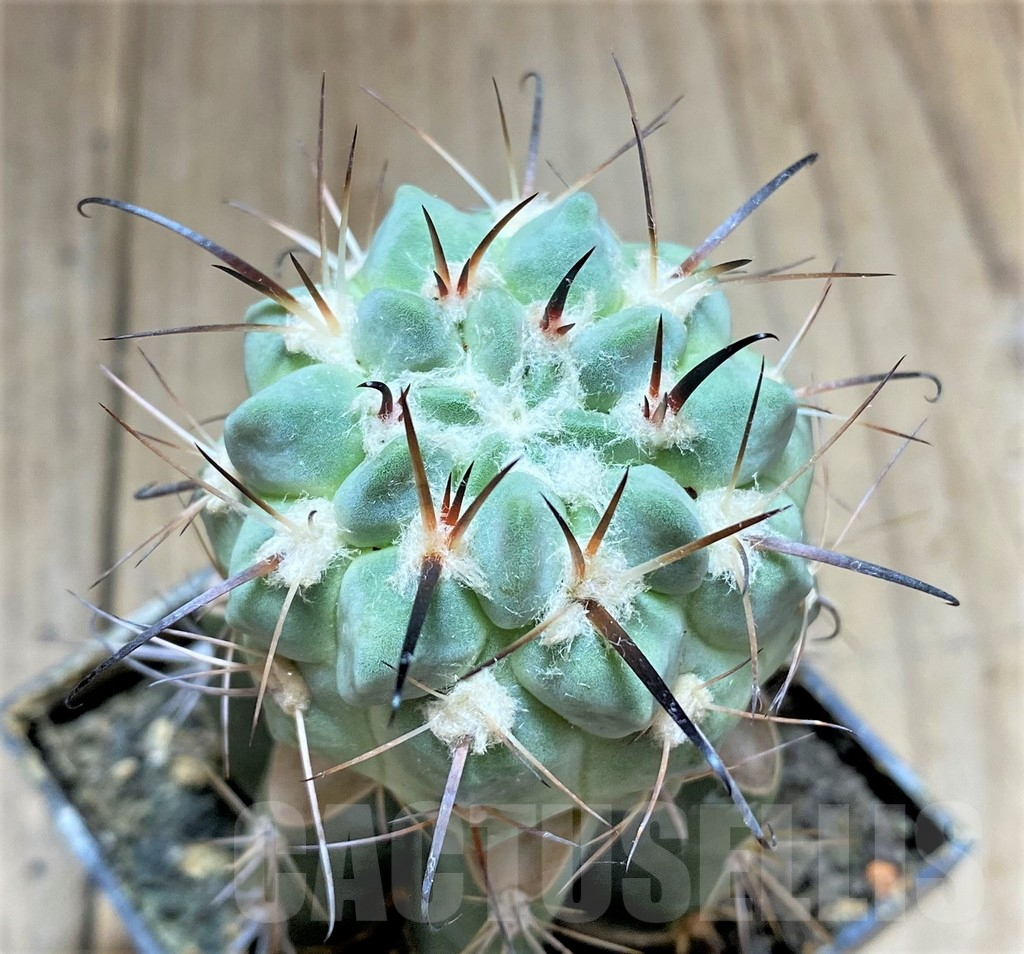 SHPR33436 Neowerdermannia vorwerkii, grafted