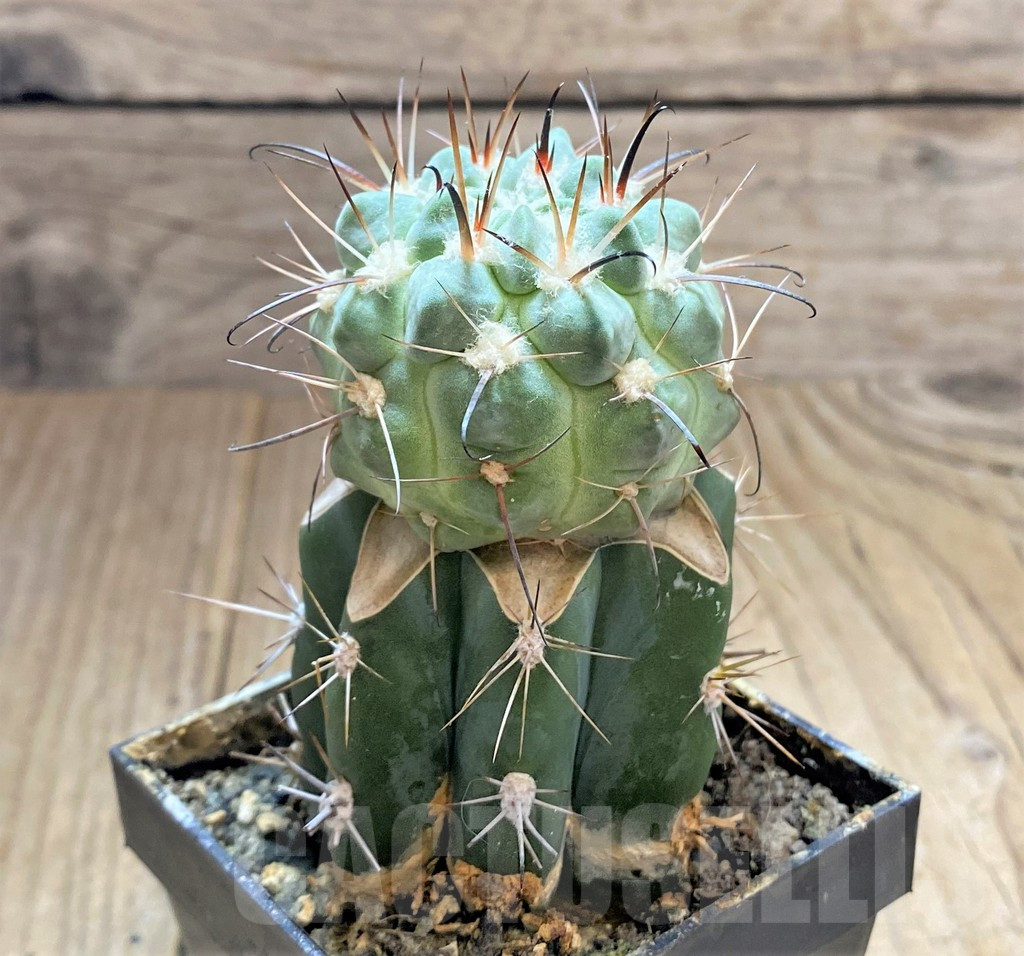 SHPR33436 Neowerdermannia vorwerkii, grafted - Image 2