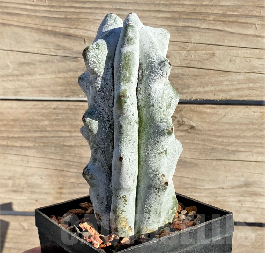 SHPR33438 Stenocereus beneckei, own roots