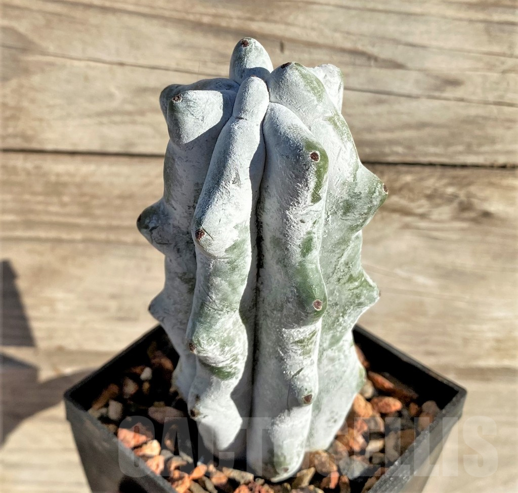 SHPR33438 Stenocereus beneckei, own roots - immagine 2