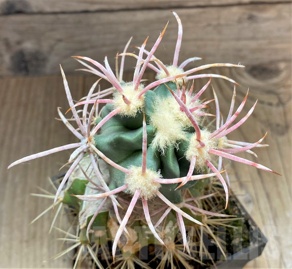 SHPR33441 Echinocactus polycephalus, grafted