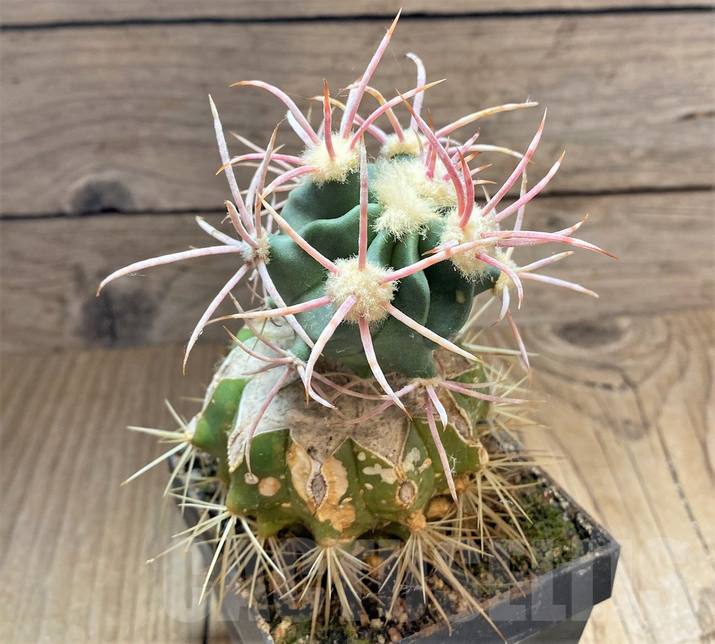 SHPR33441 Echinocactus polycephalus, grafted - Зображення 2