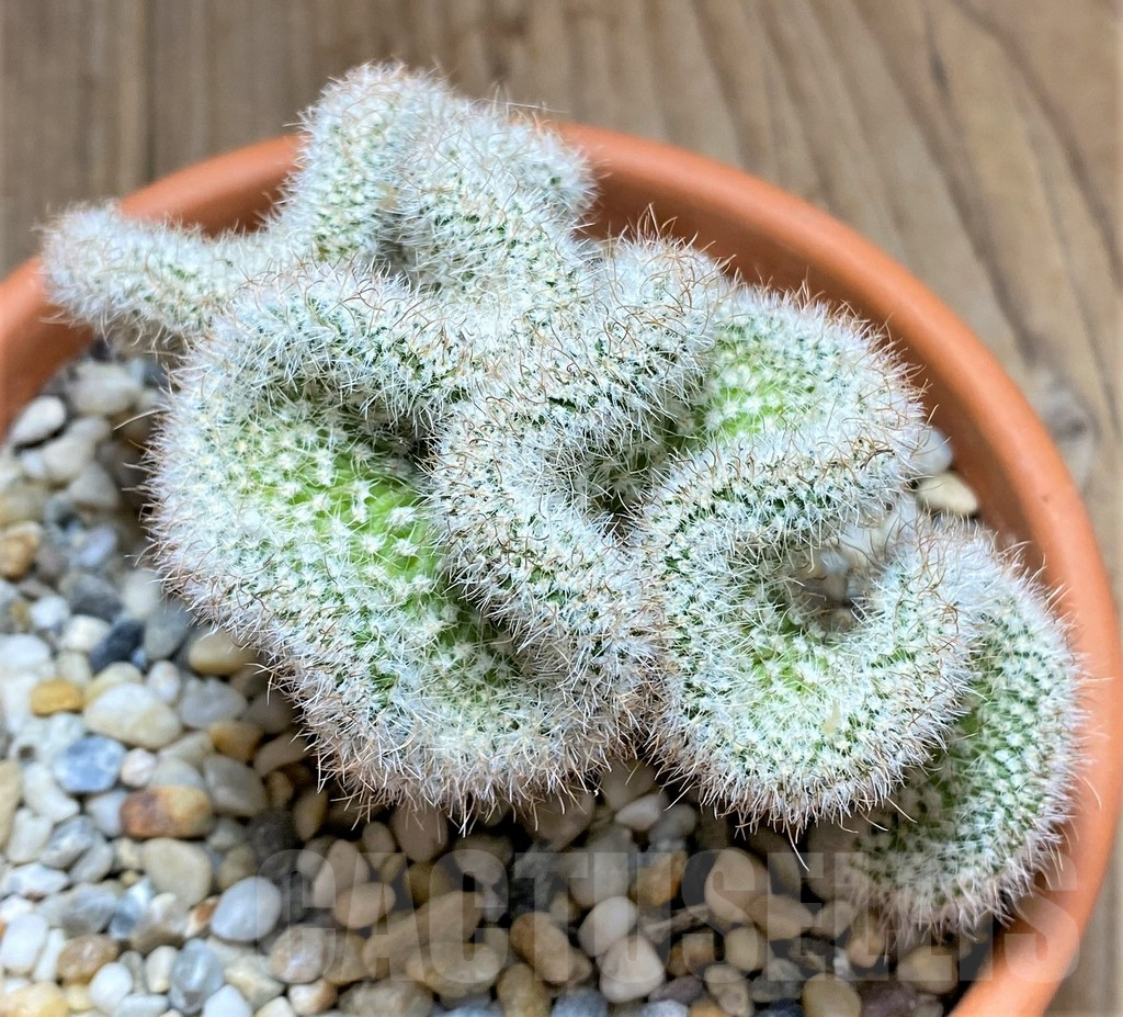 SHPR33442 Sclerocactus brevispinus f. cristata, grafted - Image 2