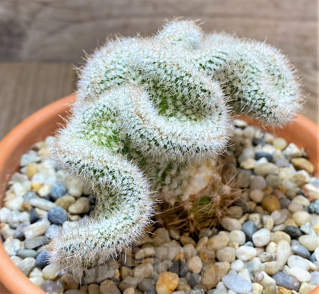 SHPR33442 Sclerocactus brevispinus f. cristata, grafted
